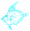 How to Draw an American Sunfish