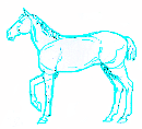 How to Draw an American Ride Horse