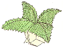 How to Origami a Fern
