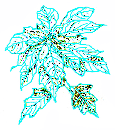 How to Draw an Euphorbia Pulcherrima