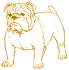 How to Draw a Bulldog