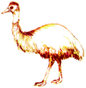 How to Draw an Emu