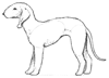 How to Draw a Bedlington Terrier