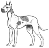 How to Draw a Great Dane