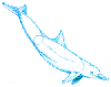 How to Draw a Long-billed Dolphin