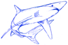 How to Draw a Blue Shark