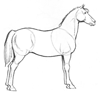 How to Draw a Horse Morgan