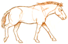 How to Draw a Horse of Przhevalskiy