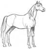 How to Draw a Saddle Horse