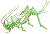 How to Draw a Cricket