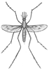 How to Draw a Mosquito