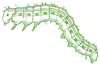 How to Draw a Caterpillar