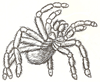 How to Draw a Tatantula