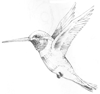 How to Draw a Hummingbird