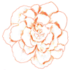 How to Draw a Begonia