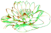 How to Draw a Water Lily