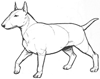 How to Draw a Bull Terrier