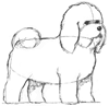 How to Draw a Bichon frise