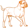 How to Draw a Mastiff