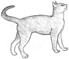 How to Draw an Abyssinian