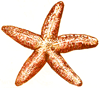 How to Draw a Sea-star