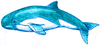 How to Draw a Dolphin