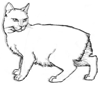 How to Draw a Manx Cat