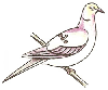 How to Draw a Turtledove