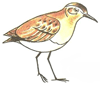 How to Draw a Sandpiper