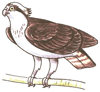 How to Draw an Osprey