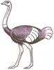 How to Draw an Ostrich