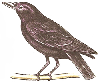 How to Draw a Crow