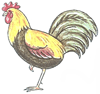 How to Draw a Cock