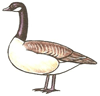 How to Draw a Canada Goose