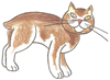 How to Draw a Manx Cat