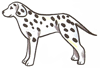 How to Draw a Dalmatian Dog