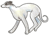 How to Draw a Greyhound
