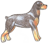 How to Draw a Rottweiler