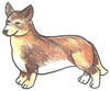 How to Draw a Welsh Corgi