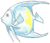 How to Draw an Angelfish