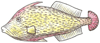 How to Draw a Fan-tailed Flounder