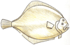 How to Draw a Flounder