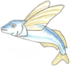 How to Draw a Flying Fish