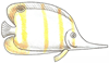 How to Draw a Freshwater Butterflyfish
