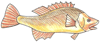 How to Draw a Gold Perch