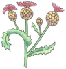 How to Draw a Cirsium Arvense