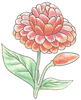 How to Draw a Dahlia