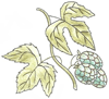 How to Draw a Humulus