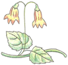 How to Draw a Linnaea