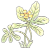 How to Draw a Potentilla